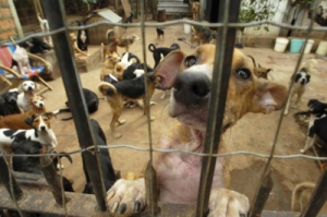 cachorros